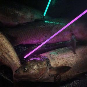 Muzzy Saber Fish Arrow with Carp Point